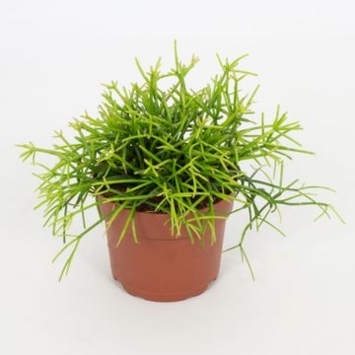 image RHIPSALIS VARIE