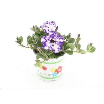 image PETUNIA NIGHT SKY
