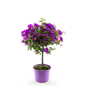 image BOUGAINVILLIER VIOLET TIGE