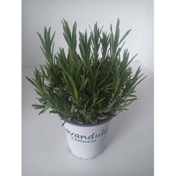 image LAVANDE EDELWEISS BLANCHE