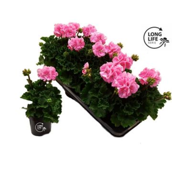 image GERANIUM ZONAL ROSE CLAIR