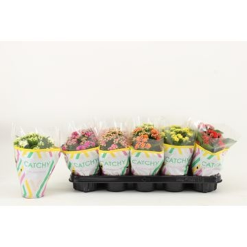 image KALANCHOE FL DBLE