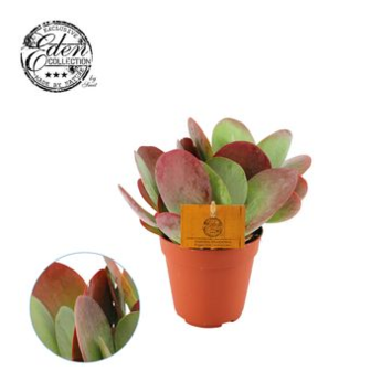 image KALANCHOE THYRSIFLORA