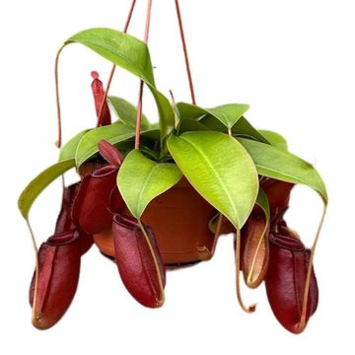 image NEPENTHES BLOODY MARY SUSP