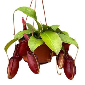 image NEPENTHES BLOODY MARY SUSP