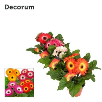 image GERBERA TWISTER