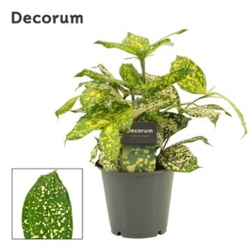 image DRACAENA FLORIDA BEAUTY DECORUM