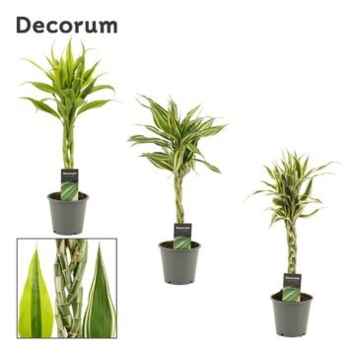 image DRACAENA SANDERIANA TRESSE