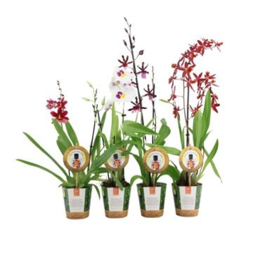 image ORCHIDEE 2BR ODORANT REINA