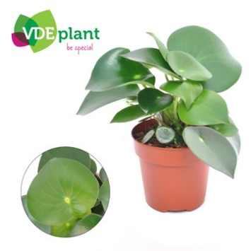 image PEPEROMIA RAINDROP