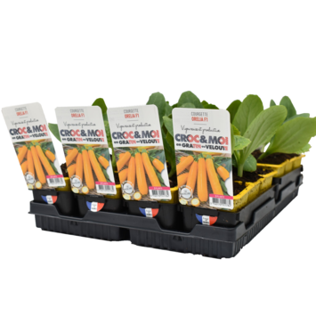 image COURGETTE ORELIA LONGUE JAUNE BQ3