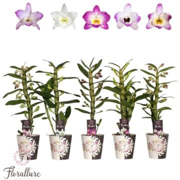 image DENDROBIUM 1BR NOBILE VARIE