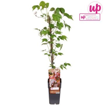 image PARTHENOCISSUS VEITCHII