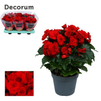 image BEGONIA BALADIN ROUGE DECORUM