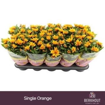 image DENDRANTHEMA 3PP ORANGE