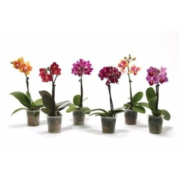 image PHALAENOPSIS 1BR VARIE