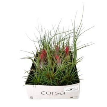 image TILLANDSIA