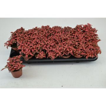 image FITTONIA FOREST FLAME