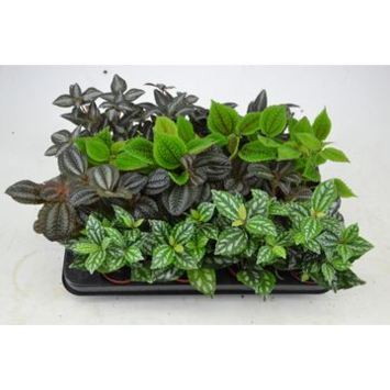 image PILEA 3PP VARIE