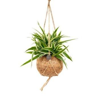 image CHLOROPHYTUM OCEAN KOKODAMA