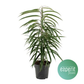 image FICUS ALII