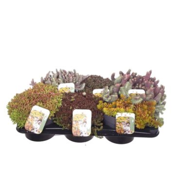 image SEDUM VARIE