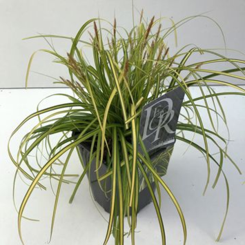 image CAREX EVERSHEEN