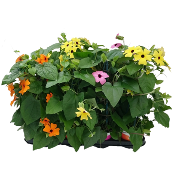 image THUNBERGIA