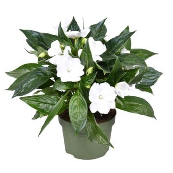 image IMPATIENS GUINEE BLANCHE