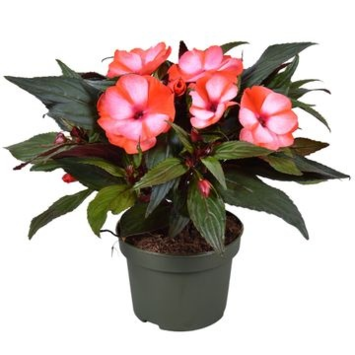 image IMPATIENS GUINEE 2COULEURS