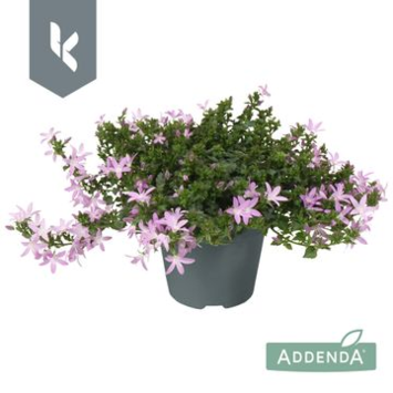 image CAMPANULE ADANSA ROSE
