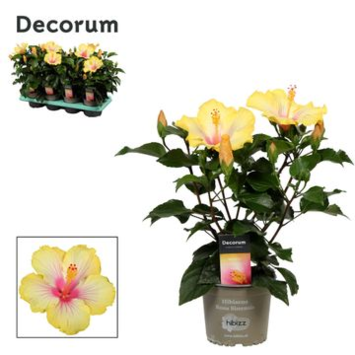 image HIBISCUS COCKTAIL DECORUM