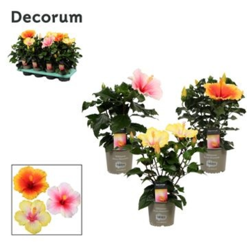 image HIBISCUS TUTTI FRUTTI DECORUM