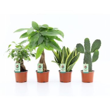 image PLANTES VERTES VARIEES