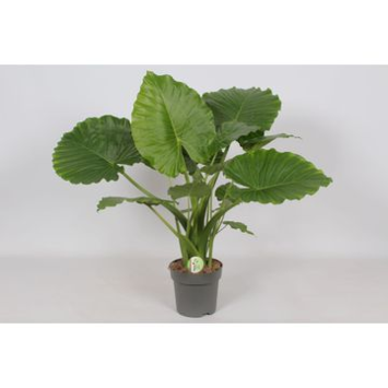 image ALOCASIA GAGEANA