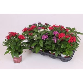 image PENTAS VARIE
