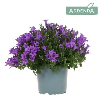 image CAMPANULE INTENSE PURPLE