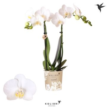 image PHALAENOPSIS 2BR MF BLANC