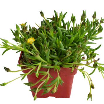 image DELOSPERMA JEWEL OF DESERT GARNET