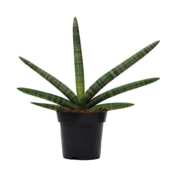 image SANSEVIERIA BONCEL