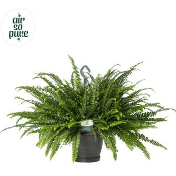 image NEPHROLEPIS GREEN LADY SUSP