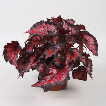 image BEGONIA BELEAF INCA NIGHT