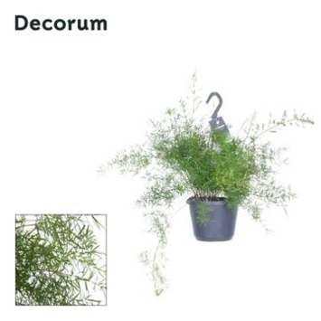 image ASPARAGUS SPRENGERI SUSP