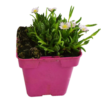 image DELOSPERMA JEWEL OF DESERT ROSEQUARTZ