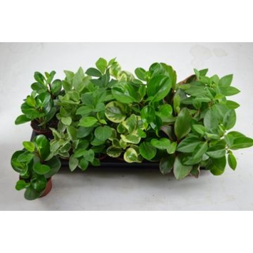 image PEPEROMIA