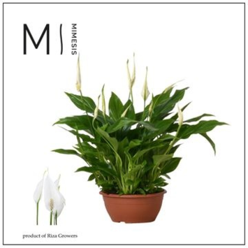 image SPATHIPHYLLUM CHOPIN COUPE