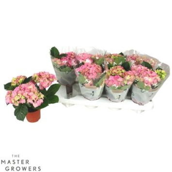 image HORTENSIA 4FL ROSE DECORUM