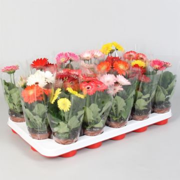 image GERBERA VARIES