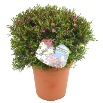 image LEPTOSPERMUM