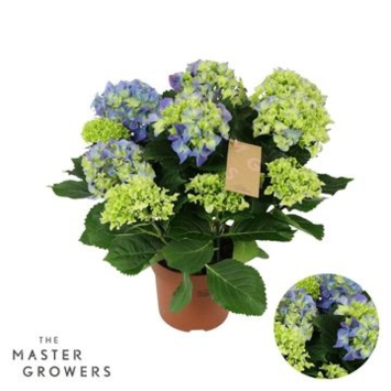 image HORTENSIA 9FL+ BLEU DECORUM